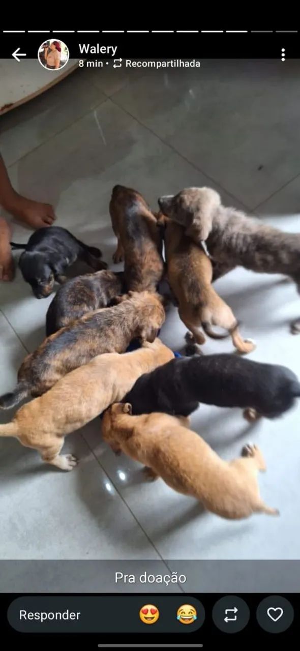 CACHORRO PARA DOAÇÃO  - Foto 2