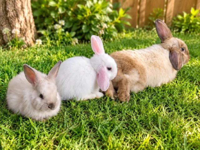 Coelhos Mini Lop - Foto 3
