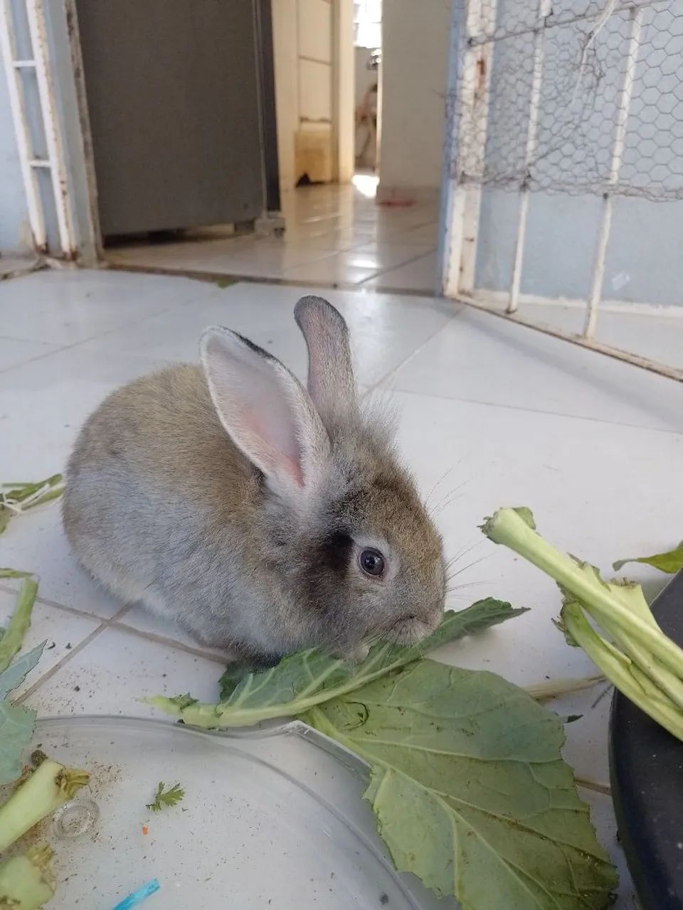 Vendo Coelho.