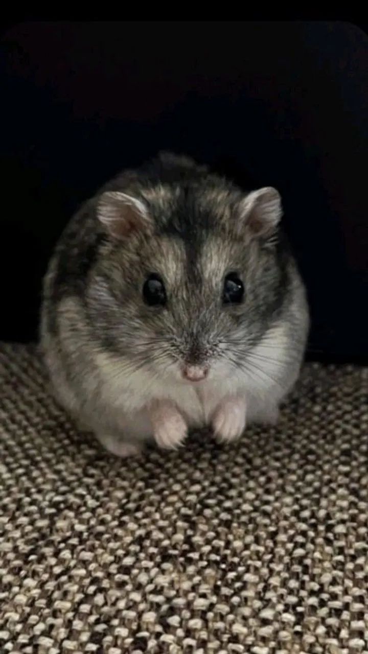 Hamster Anão russo Agouti 