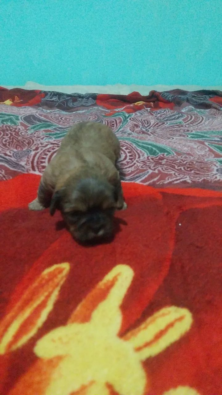 Shih teu 700,09 - Foto 4