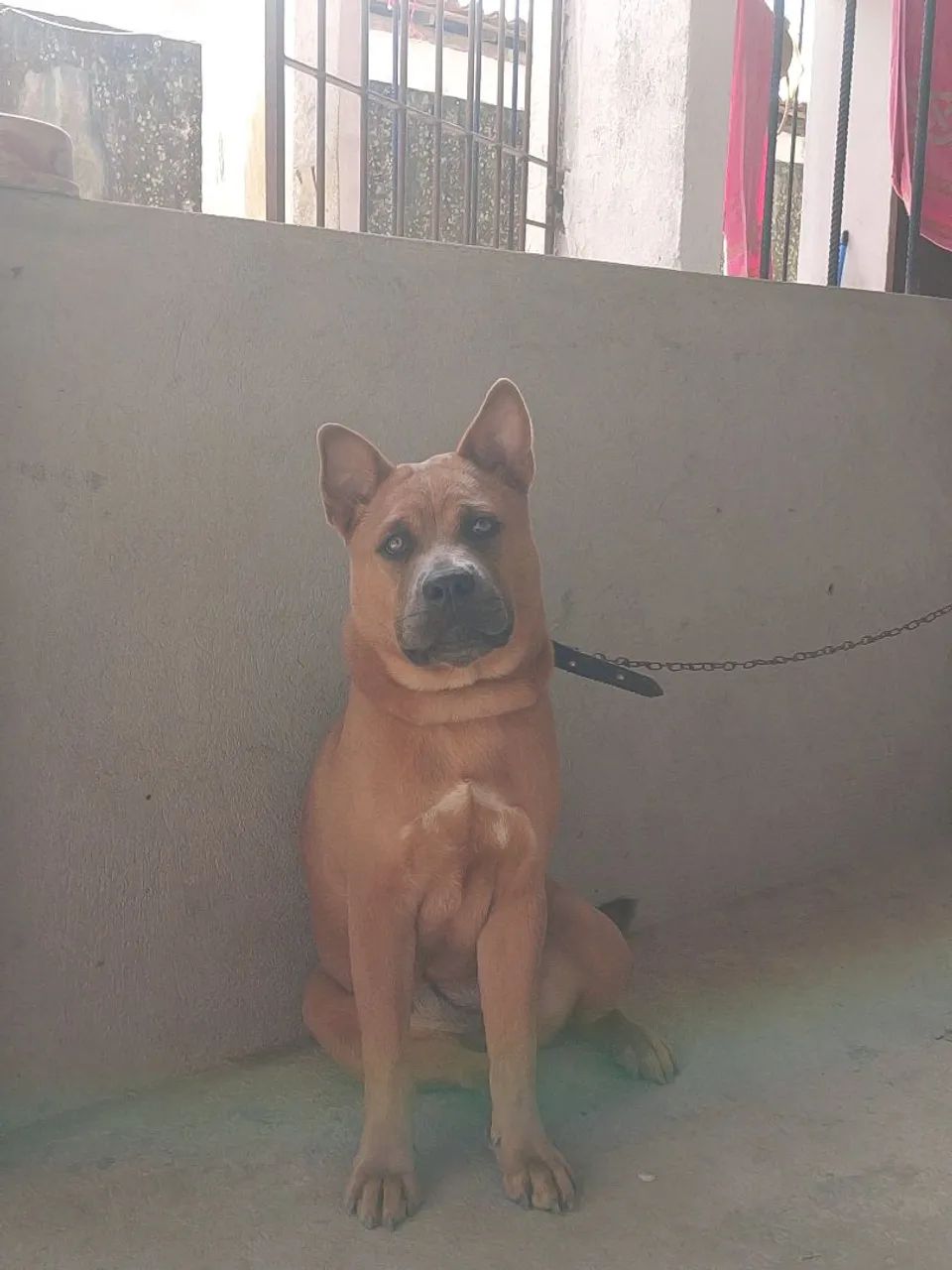 Chow chow com pitibul 8 meses já vacinada