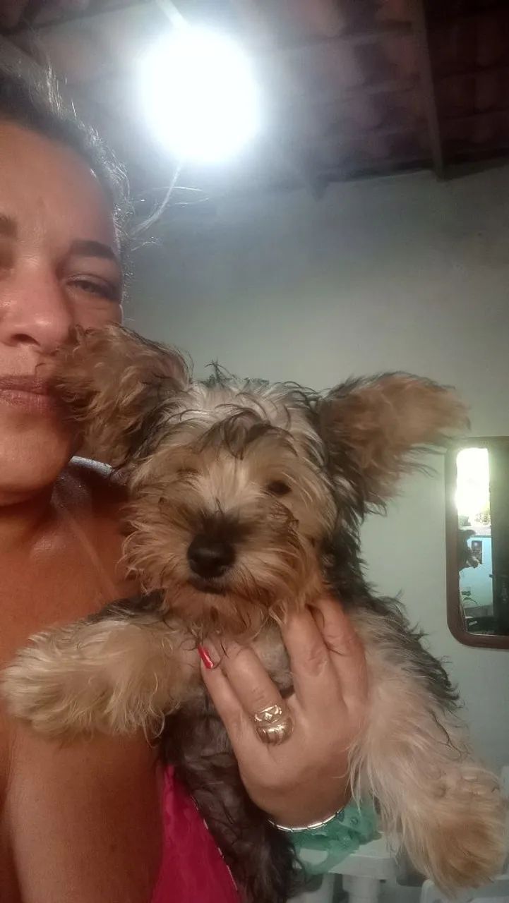 Lindo machinho  - Foto 2