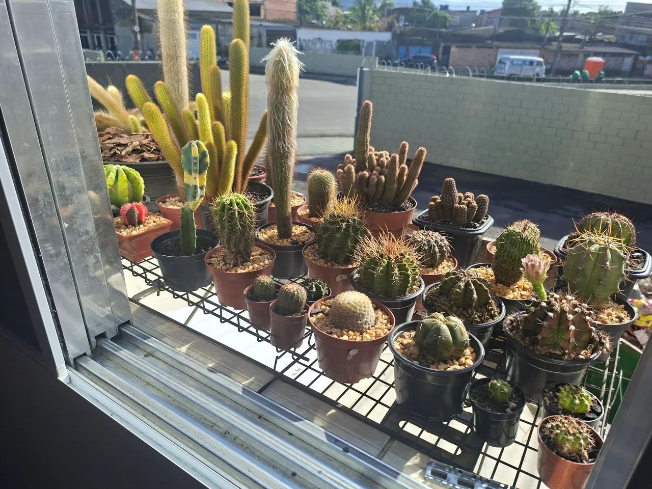 Cactos