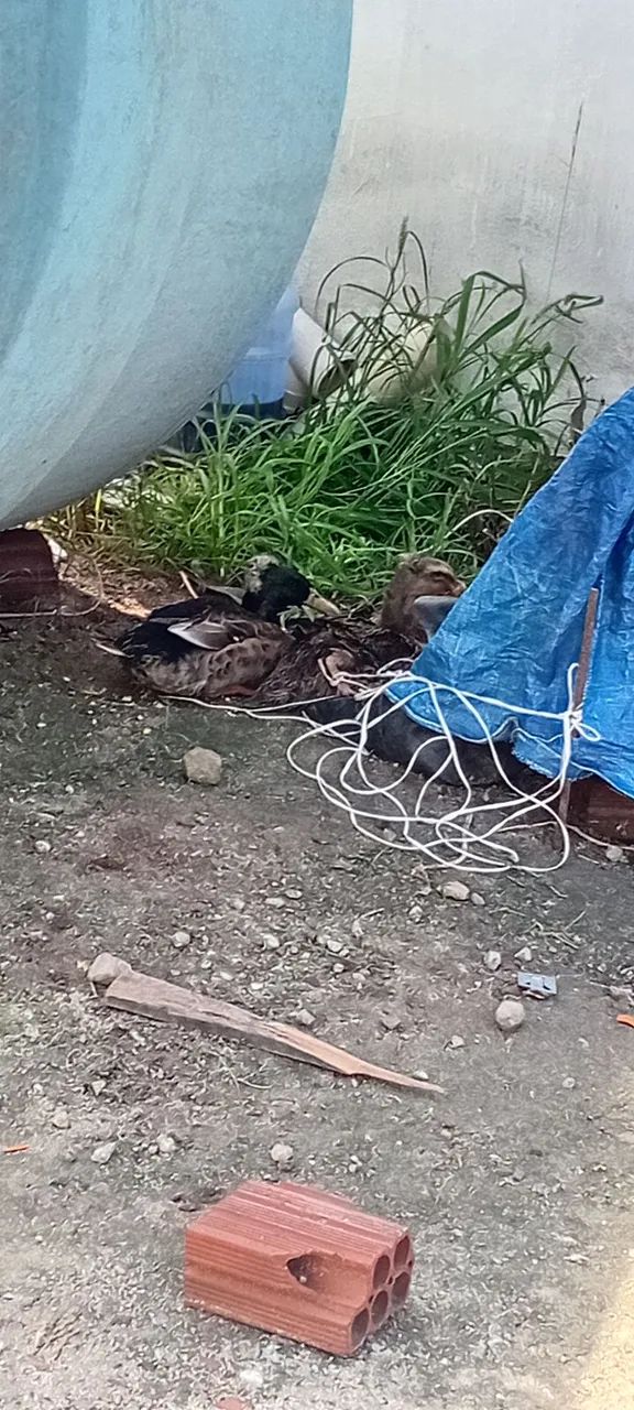 Casal de Patos - Foto 6