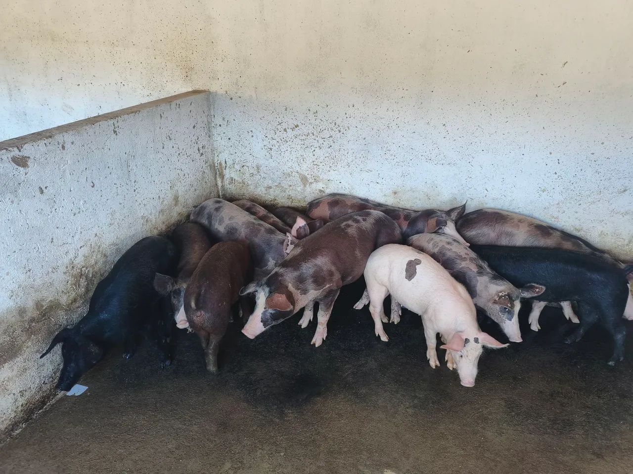 12 porcos média de 60 a 100kg - Foto 4