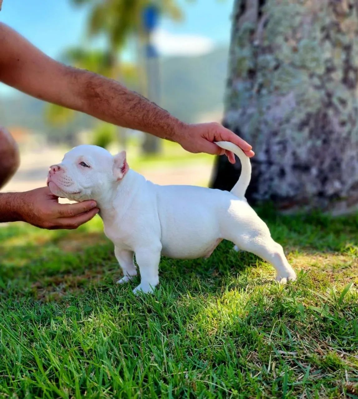 American Bully  - Foto 5