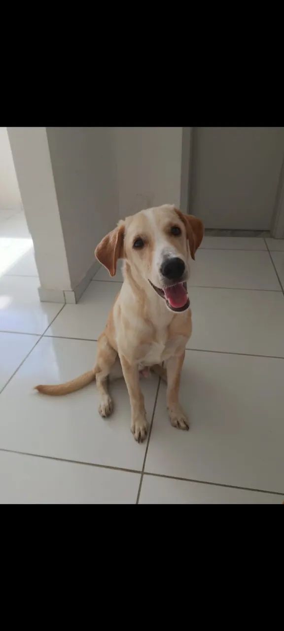 Cachorro para doação 