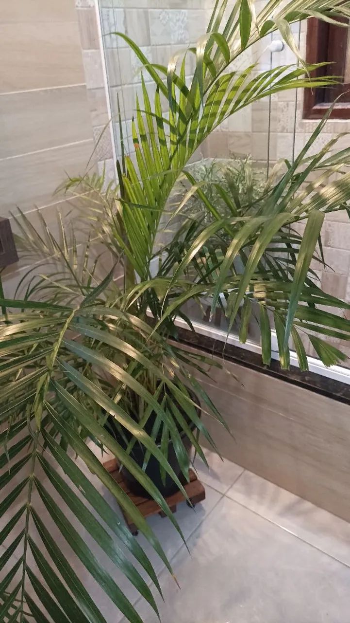 Vaso com palmeira areca bambu  - Foto 2