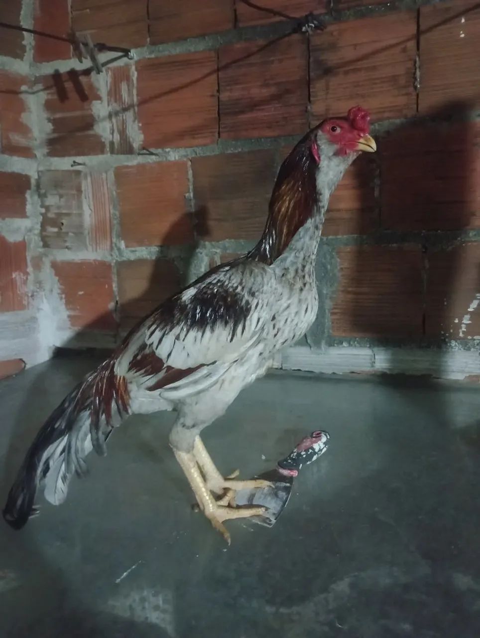 Frango  - Foto 2