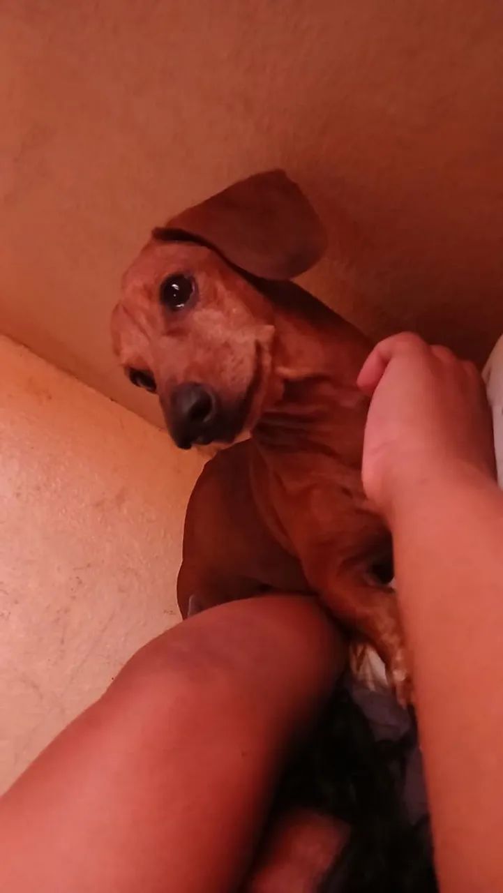 Cachorro Salsichas  - Foto 3