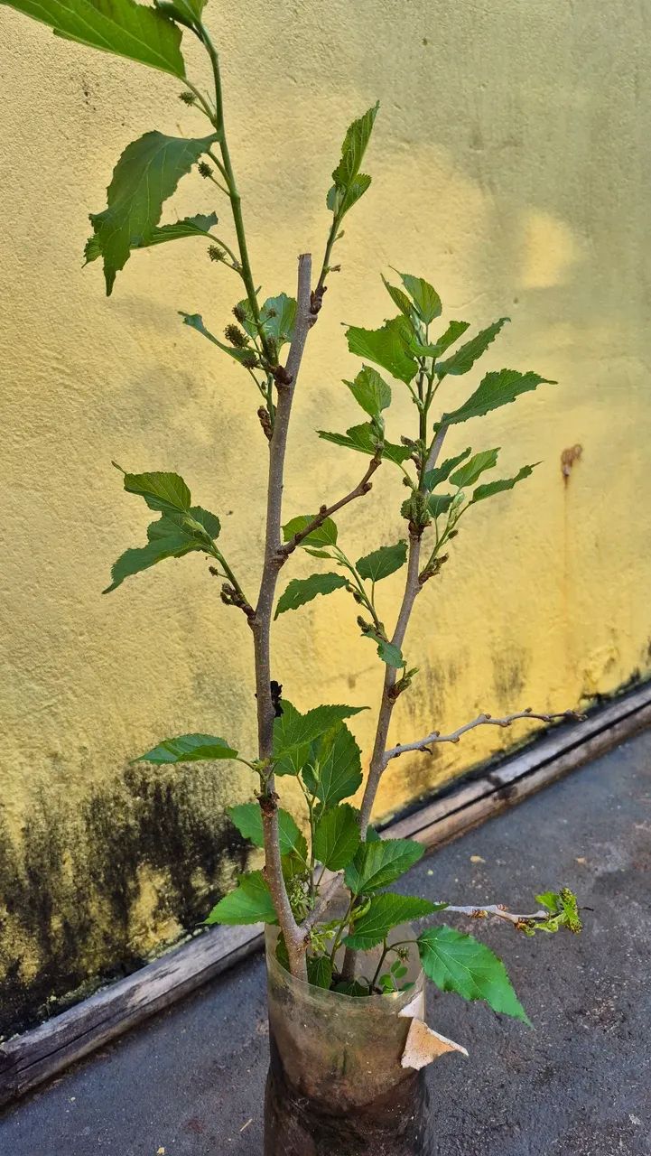 Pe de amora
