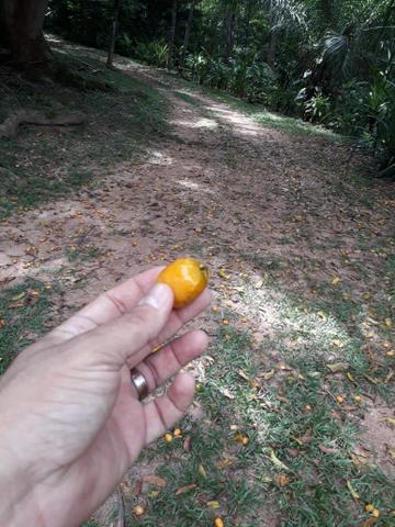 Chacara estrada de chapada dos guimarães - Foto 2