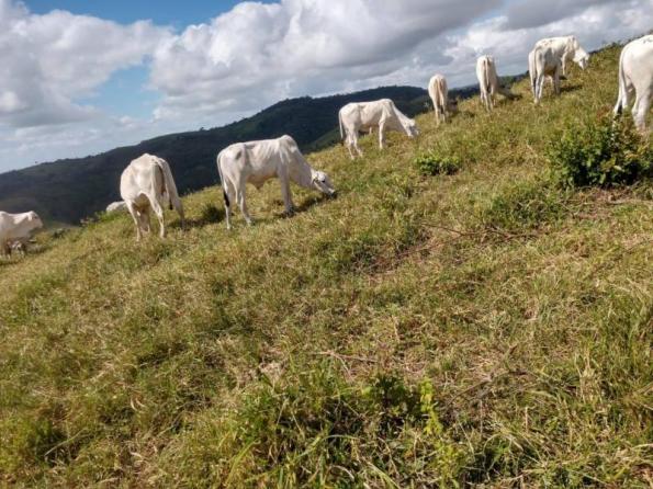 Fazenda para venda em maraial, maraial - Foto 6