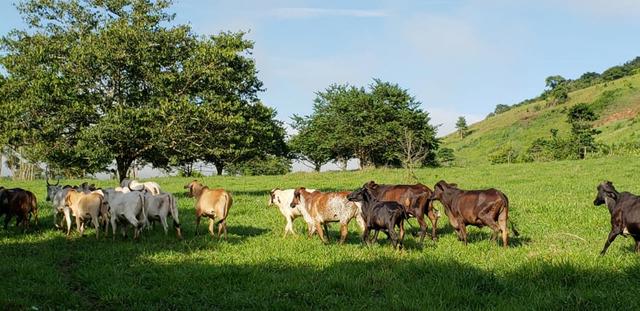 Fazenda 20 alqueires em São Jose Safira / MG