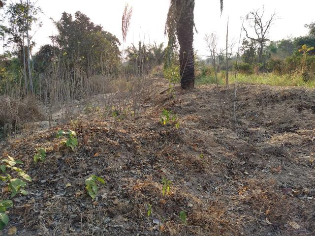 Chácara á venda beira do Rio Cuiabá em Santo Antônio do Leverger - Foto 2