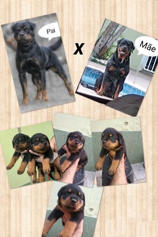 Rottweiler com PEDIGREE