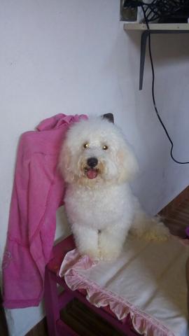 Vende-se poodle