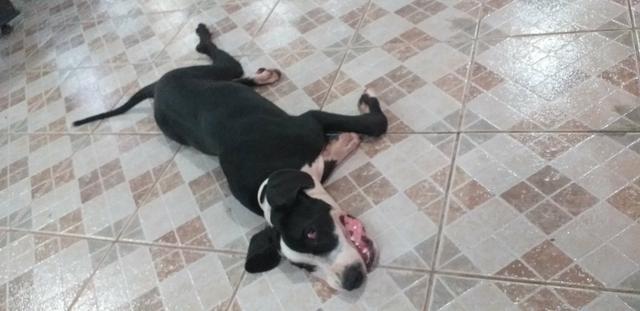 Dogue alemão puro - Foto 5