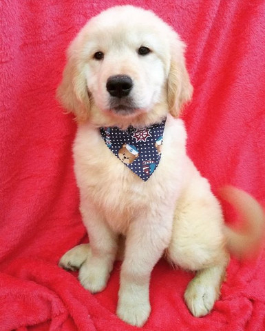 Golden Filhote com Pedigree - Foto 3