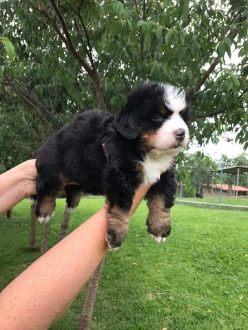Para alegrar seu dia filhote de Bernese Mountain disponível