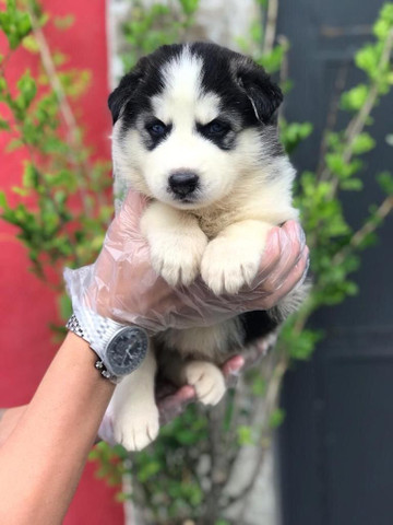 Para alegrar seu dia filhote de Husky Siberiano disponível