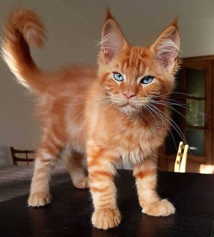 Maine Coon