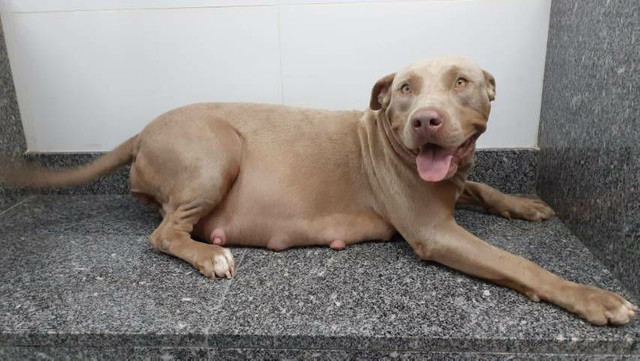 Pitbull filhote - Foto 5