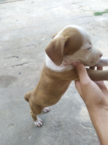Pitbull - Foto 2