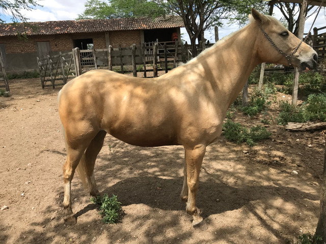 Égua Palomina de esteira - Foto 4