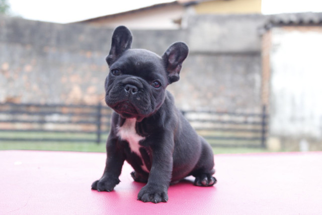 Filhote de Buldogue Frances Macho - Foto 6