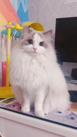 Ragdoll - Foto 4