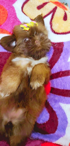 SHIH TZU , fêmeas e machinhos já vacinados e com todas as garantias em contrato. - Foto 3