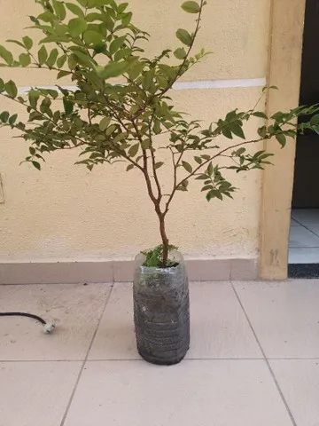 Vendo muda de jabuticaba hibrida