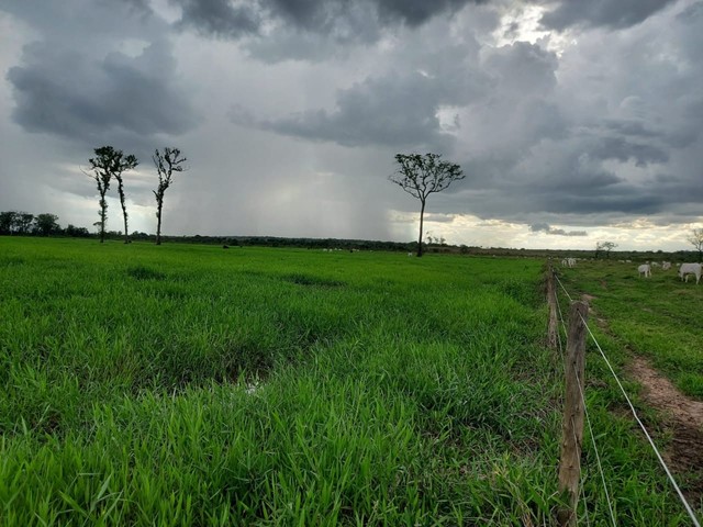 fazenda área 915 alqueires município de Abreulândia Tocantins - Foto 2