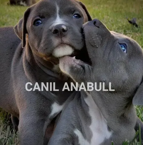 Bulldog ingles preto  +24 anúncios na OLX Brasil