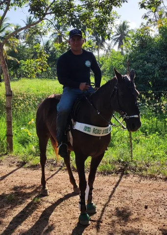 Cavalo de esteira - Cavalos e acessórios - Boca da Mata 1256655255