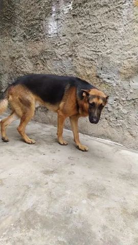 Pastor Alemão Capa Preta - Cachorros e acessórios - Palmeiral, Crato  1253371166