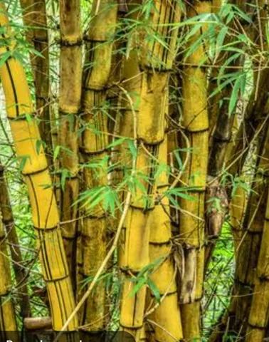 Venda de bamboo verde e gigante
