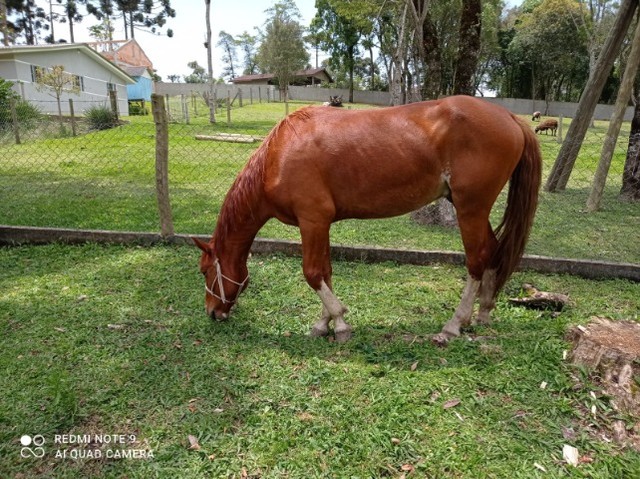 Cavalos Crioulos x Quarto de Milha