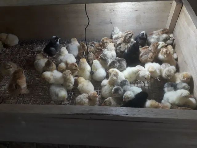 Pintinhos da raça Brahma 
