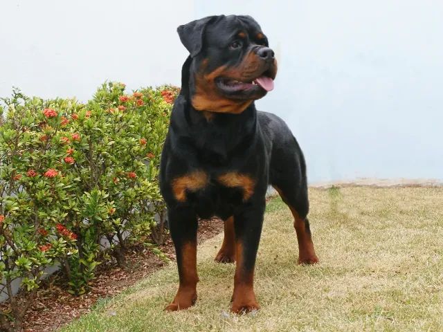 Filhotes de Rottweiler - Pai importado no ventre e Grande Campeão. Linhagem Timit-Tor 