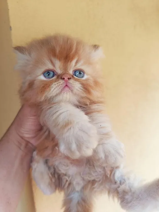 Gatinho Persa machos e fêmeas vacinados