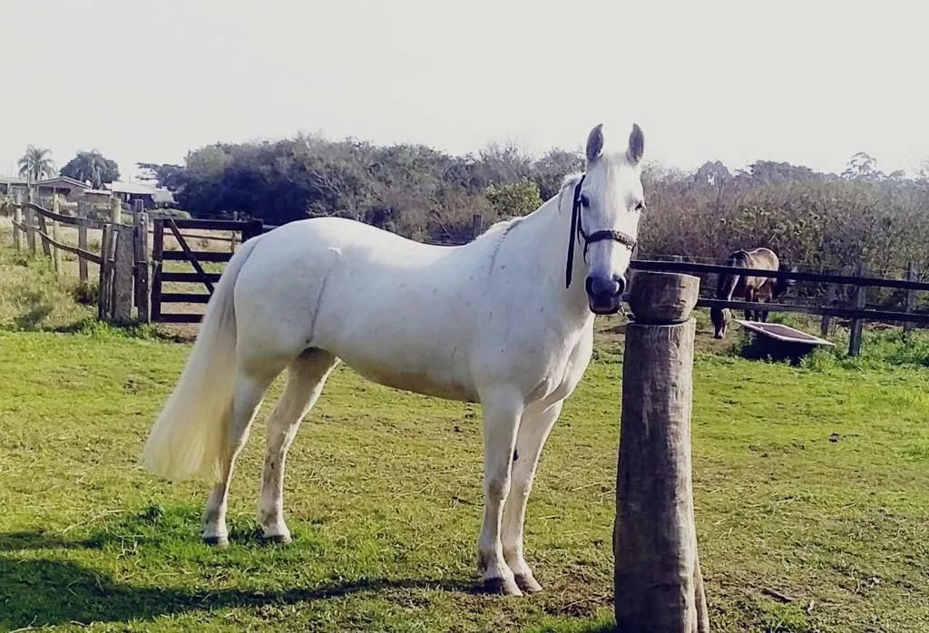 Egua tordilha pra venda  - Foto 3
