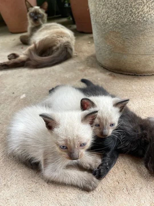 4 gatinhos fofinhos para adoção - Foto 5