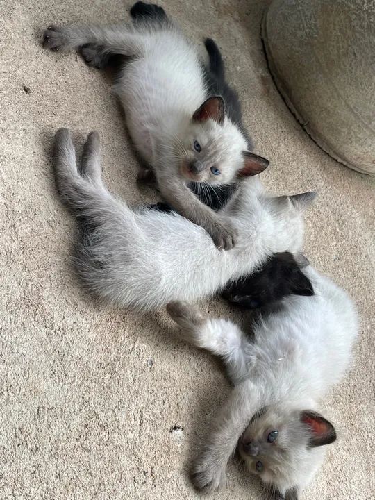 4 gatinhos fofinhos para adoção - Foto 3