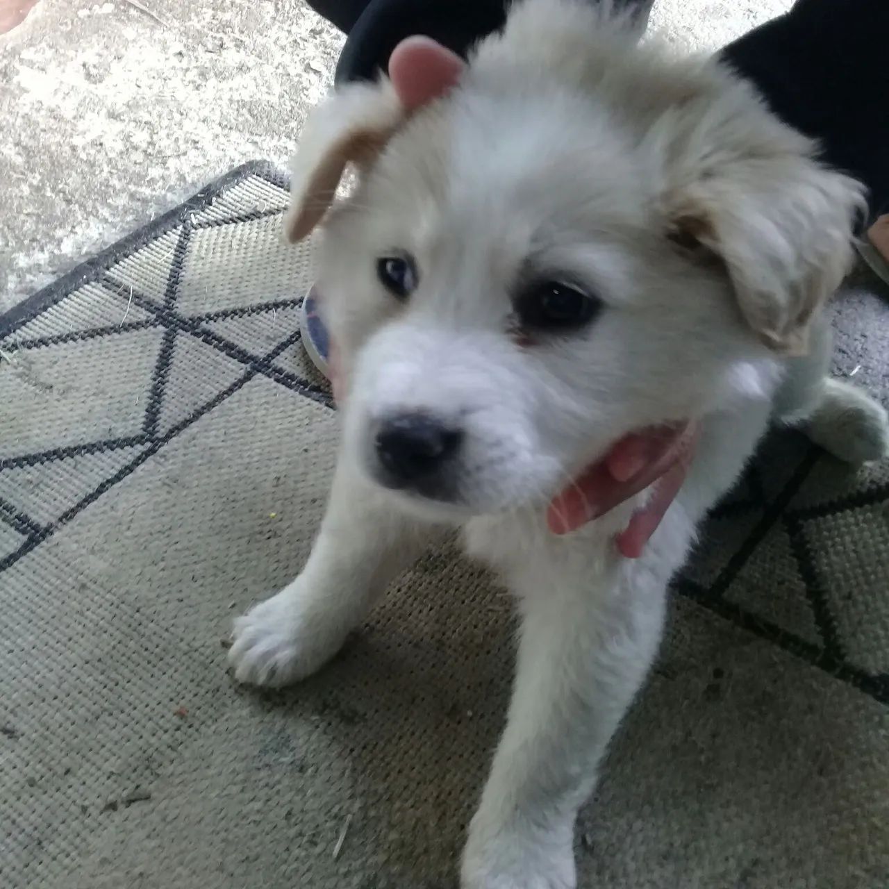 cachorrinho macho peludo porte médio - Cachorros e acessórios - Umbará,  Curitiba 1319838635 | OLX