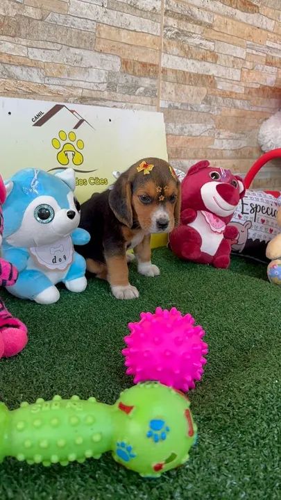 BEAGLE PURICIMO COM GARANTIA POR ESCRITO NO CONTRATO  - Foto 6