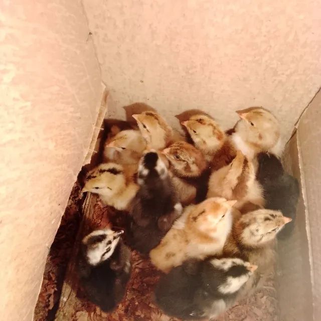 Pintinho gsb ate 10 dias - Foto 2