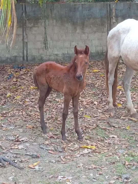 Vende-se Égua e potra mangalarga machador  - Foto 3